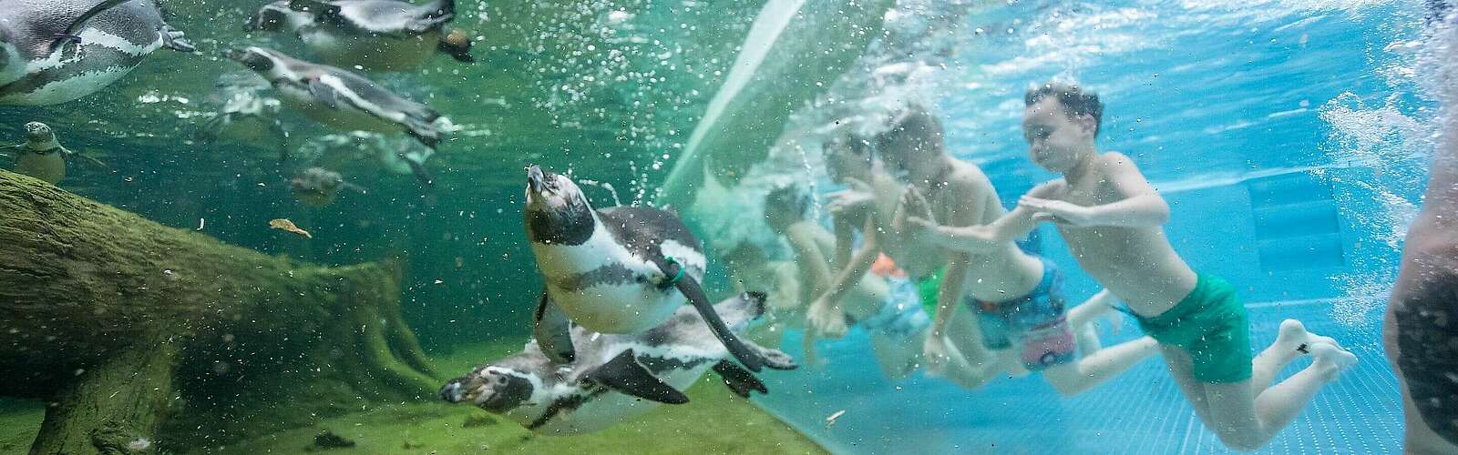 Schwimmen mit Pinguinen,
            
        
                Foto: Spreewelten GmbH/Manuel Frauendorf