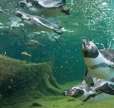 Schwimmen mit Pinguinen
