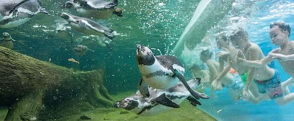 Schwimmen mit Pinguinen