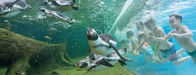 Schwimmen mit Pinguinen