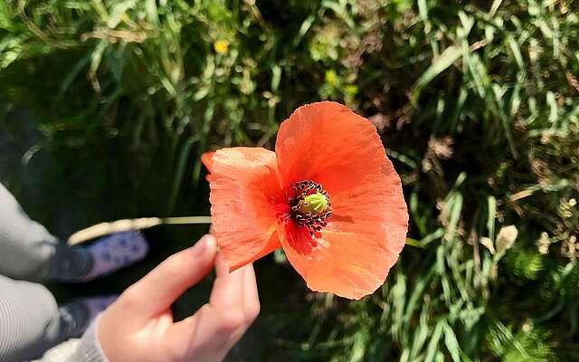 Kind hält Mohnblume
