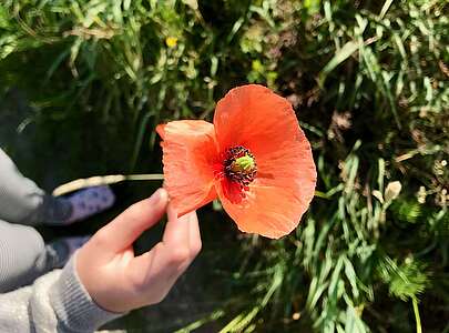 Kind hält Mohnblume