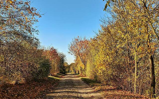 herbstliche Feldstraße