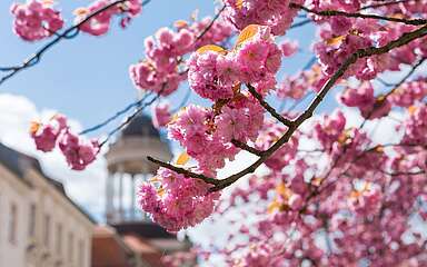 Blühender Kirschbaum