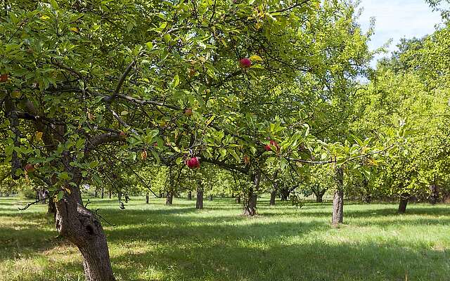 Pomologischer Schaugarten Döllingen