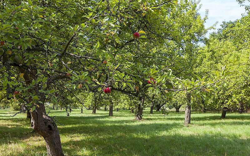 



    
        
                Pomologischer Schaugarten Döllingen,
            
        
                Foto: Tourismusverband Elbe-Elster-Land e.V./Andreas Franke
            
    
