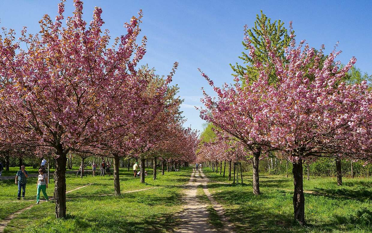 Kirschblütenallee im Fläming