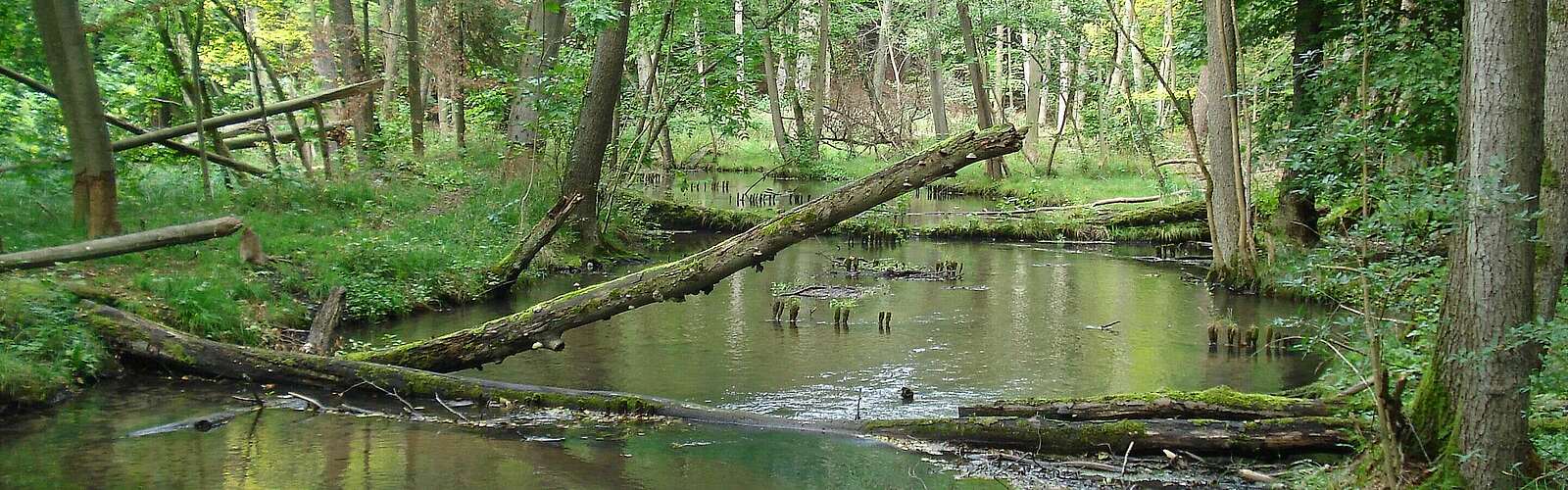 Die Schwärze fließt durch den Wald,
            
        
                Foto: TMB Tourismus-Marketing Brandenburg GmbH/Matthias Schäfer