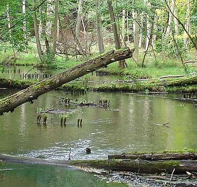 Ausflugstipp: Das Schwärzetal bei Eberswalde