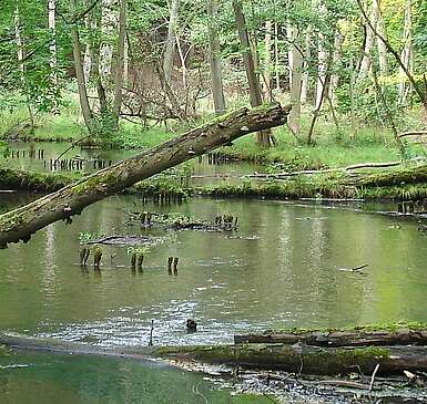 Ausflugstipp: Das Schwärzetal bei Eberswalde