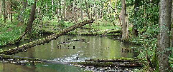 Die Schwärze fließt durch den Wald