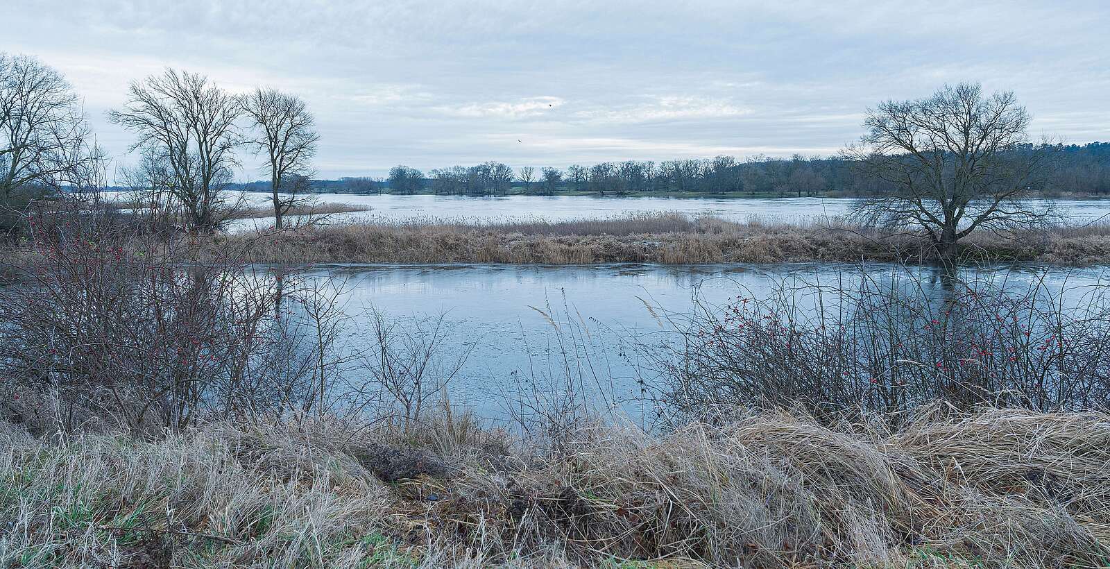Flusslandschaft Elbe im Winter