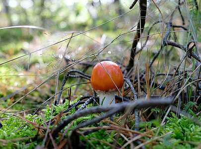 Pilz im Wald