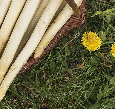 Spargel vom Syringhof in Beelitz
