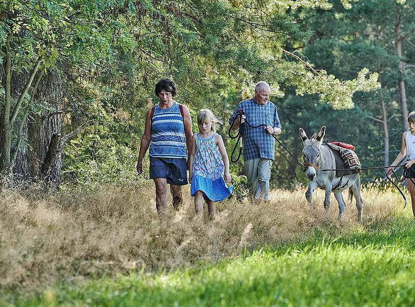 Familie läuft mit Esel über ein Feld