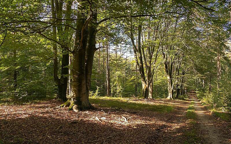 



    
        
                Gahroer Buchheide,
            
        
                Foto: Naturpark Niederlausitzer Landrücken/Claudia Donat
            
    
