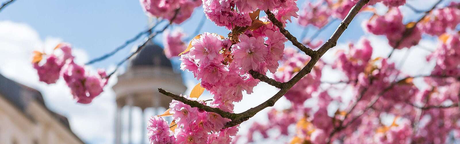 Blühender Kirschbaum