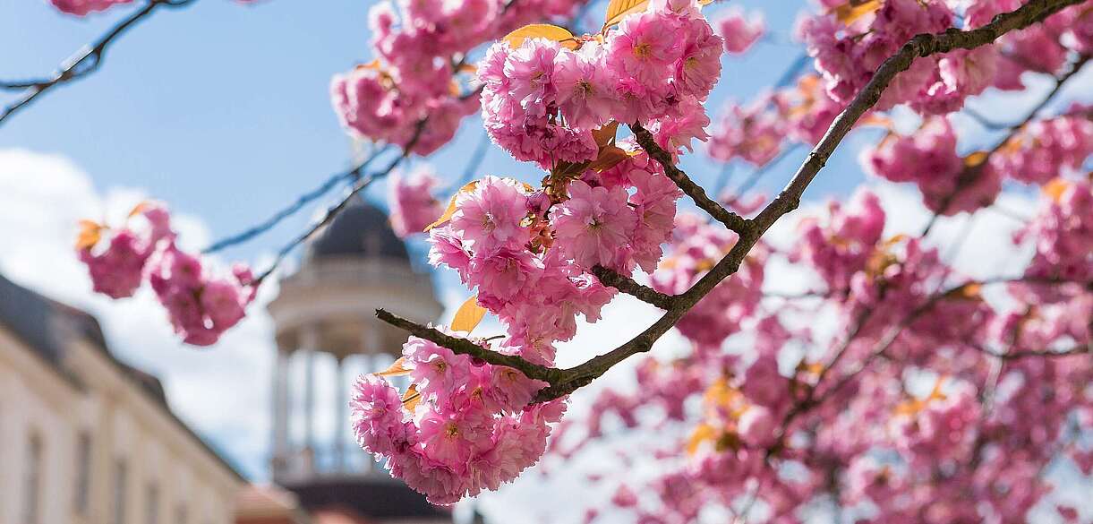 Blühender Kirschbaum