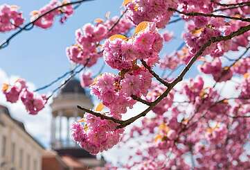 Blühender Kirschbaum