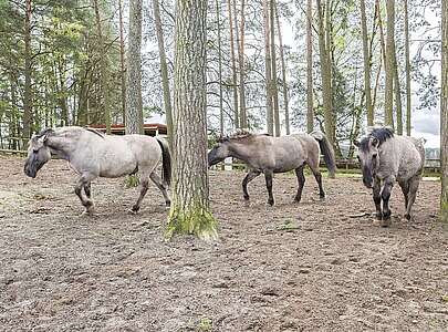 Wildpferde im Wildpark Schorfheide