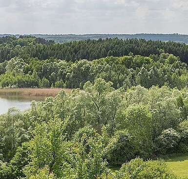Schorfheide bei Brodowin