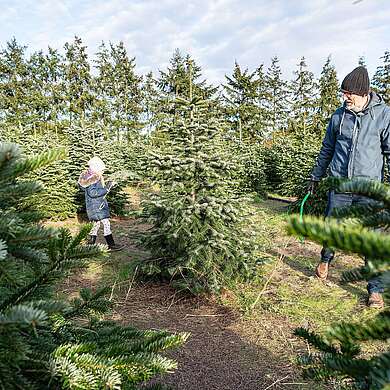 Weihnachtsbaumschlagen auf dem Werderaner Tannenhof