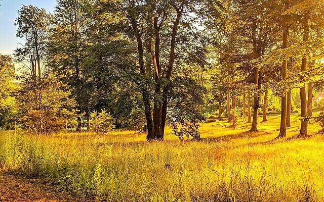 Sonnenaufgang im Park Babelsberg